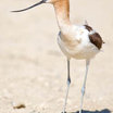 American Avocet